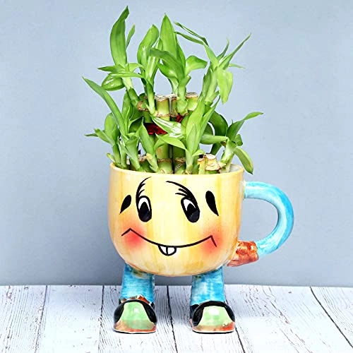 Evergreeness India 2 Layer Lucky Bamboo Air Purification Live Indoor Plant In Smiley Ceramic Vase Pot For Table Corner, Balcony, Living Room, Office/Home Decoration And Gifts For Friends & Relatives