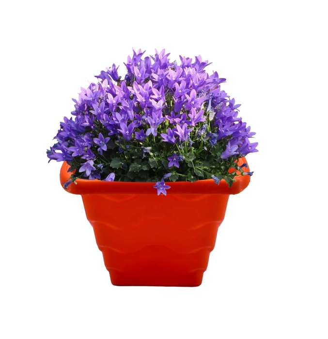 Evergreeness India Hanging Hook Flower Pot for Home Planters, Balcony, Garden, Terrace Etc | Pack of 4 | Multicolour | Ideal for Home Indoor & Outdoor Gardening Plants