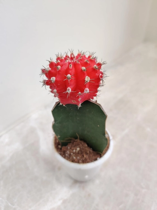 Buy Evergreeness India Cactus Live Plant Small Red Online From