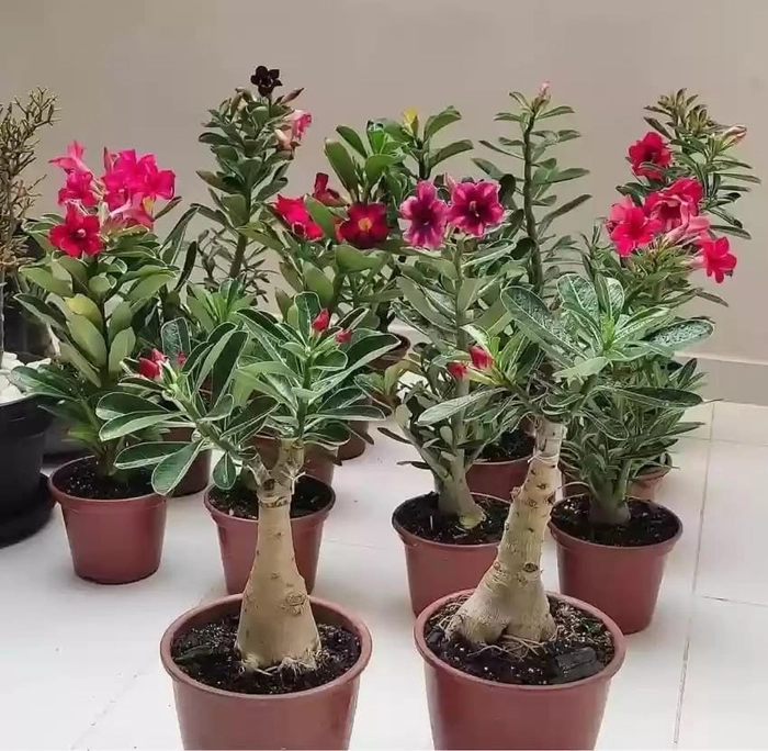 Buy Evergreeness India (orgenal Grafted) Big Plant Size 15-20 