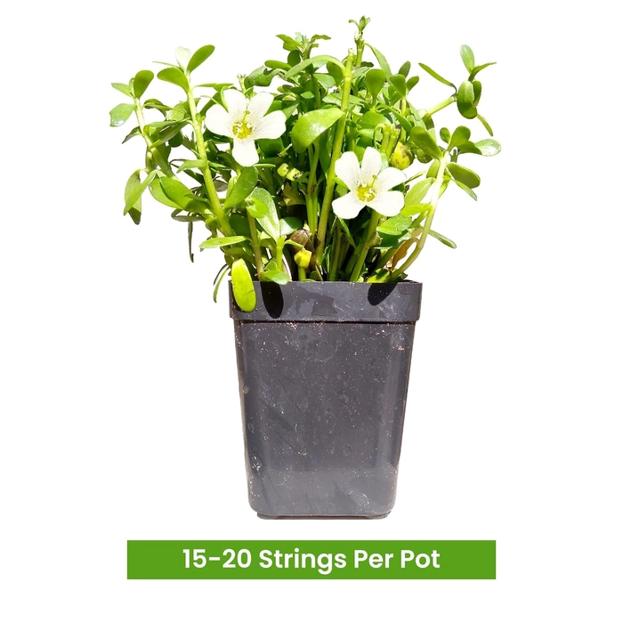 Evergreeness India Plant Live with Pot (15-20 Strings) - Medicinal Plants for Home Garden Herbs - Bacopa Monnieri/Water Hyssop/Thyme-Leafed Gratiola/Herb of Grace Ayurvedic Plants