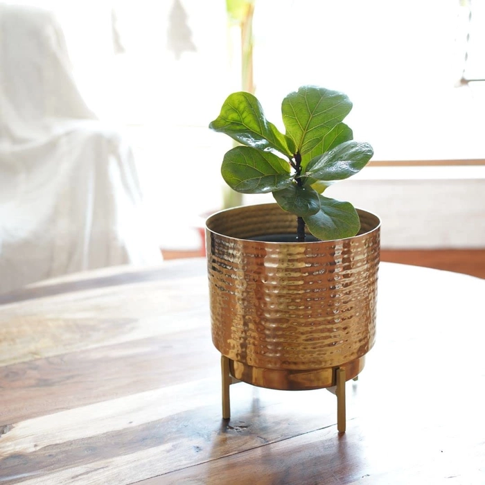 Evergreeness India Metal Indoor Planter for Table Top and Floor | Living Room Drawing Room Balcony Office | Decoration Ideas for Plants |Size Medium Golden Colour (Plants not Included)