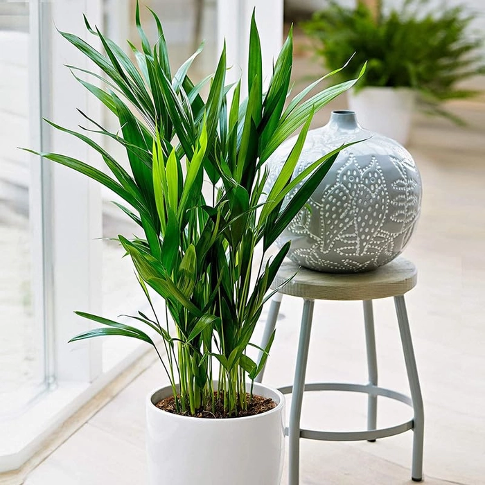 Evergreeness India Live Areca Palm PLant with 8 Inch Pot Indoor Outdoor Real Houseplant Air Purifier(Areca Palm)