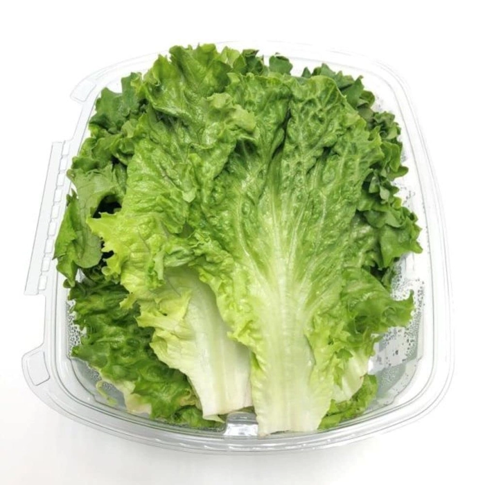 Evergreeness India seeds | Lettuce Green F1 Hybrid Seeds For Kitchen Garden (20 seeds pack)