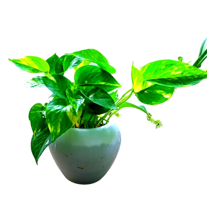 Money Plant in 5'' Apple pot - MyGreenStore