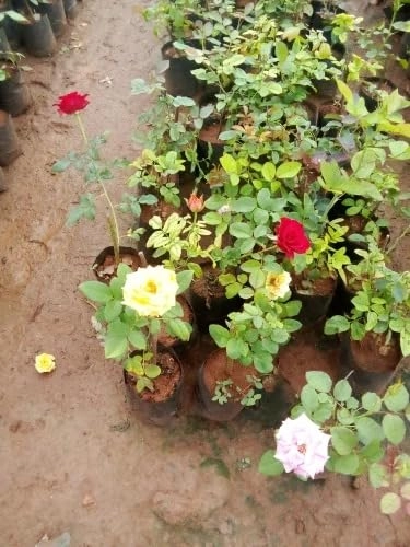 Evergreeness India 2 Live 2 colors Hybrid Big Size Rose Plant With flower Pack Of 2 Live Grafted Rose Plant