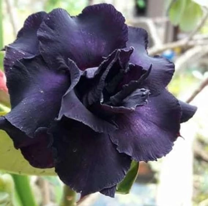 Evergreeness India (ORGENAL GRAFTED) BIG PLANT SIZE 15-20 -different colour-ROSEY VARIETY(same product in main photography) (BLACK)