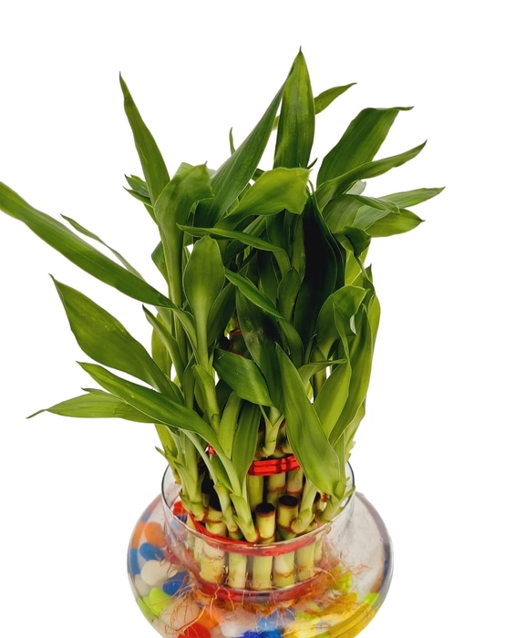 Evergreeness India 3 Layer Lucky Bamboo Plant in Big Round Glass Pot with Free Multi Color Pebble Approx 190 Grams Vastu and Feng Shui