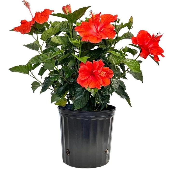 Evergreeness India Hibiscus Gudhal Flower Plant Garden Live Plant Nursery Outdoor Living Plant (Red)