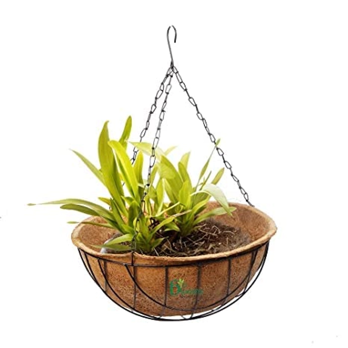 Evergreeness India Coir Hanging (Liner and Metal Basket with Chain) Pack of 5 (10 Inch)