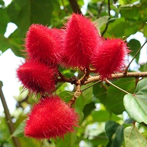 Evergreeness India OUTDOOR GARDEN (ORGANIC)