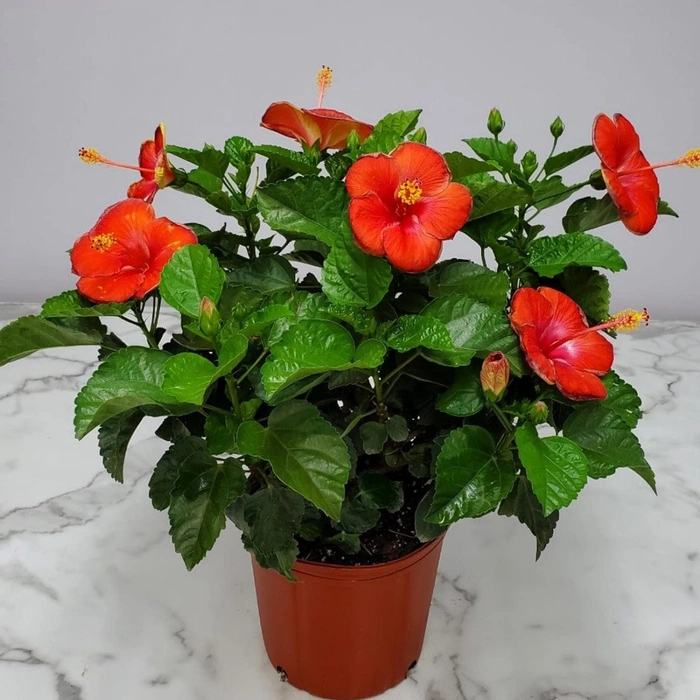 Evergreeness India Hibiscus Gudhal Flower Plant Garden Live Plant Nursery Outdoor Living Plant (Red)