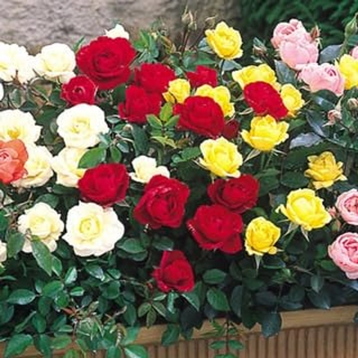 Evergreeness India 2 Live 2 colors Hybrid Big Size Rose Plant With flower Pack Of 2 Live Grafted Rose Plant