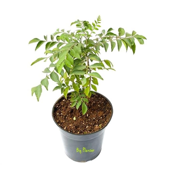 Buy Evergreeness India Curry Patta (Kadi Patta) Live Plant with Pot ...