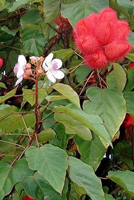 Evergreeness India OUTDOOR GARDEN (ORGANIC)