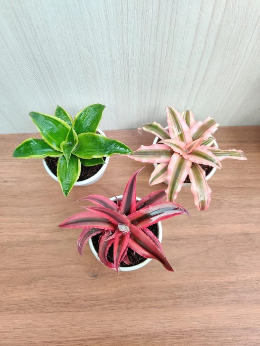 Evergreeness India Earth Star Plant with Pot (Pack of 3) | Free 5 Gram Fertilizer