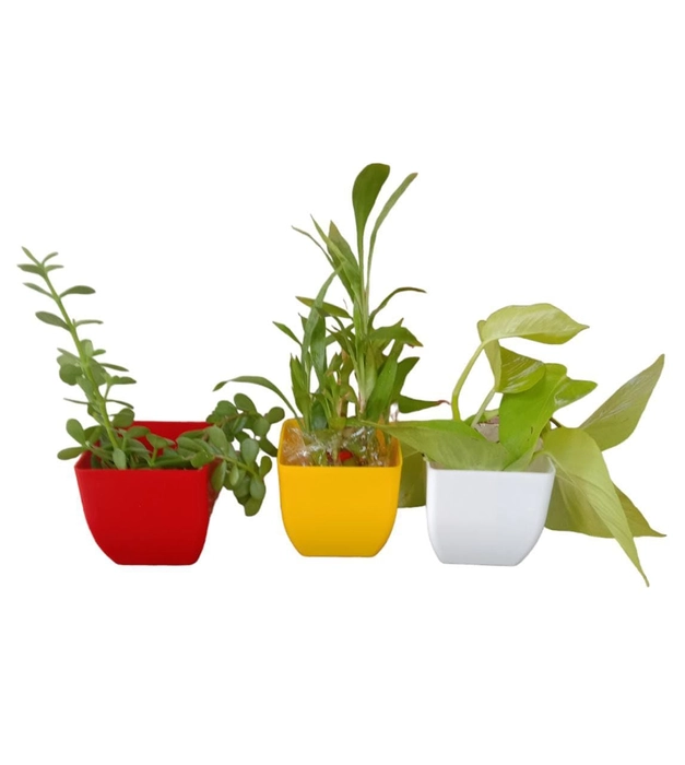 Evergreeness India Plastic Flower Pot (Square) (Pack of 3) | Multicolor Indoor pots for Gardening | Durable, Virgin Material.