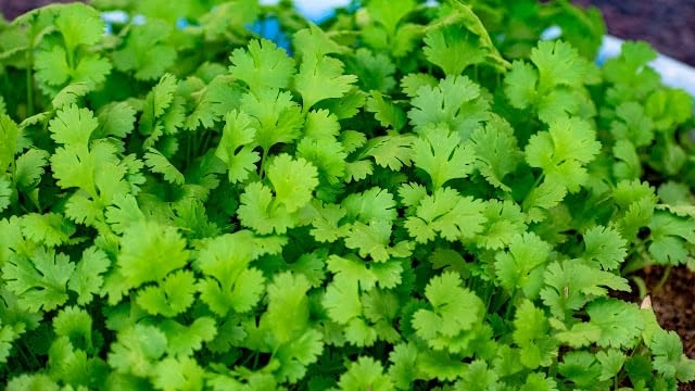 Evergreeness India Seeds for Home Gardening (2000 Seeds Packe) | Leafy Winter Vegetable Seeds for Home Garden | Fresh Vegetables Seeds for Kitchen | Organic Dhania Leaves Seeds