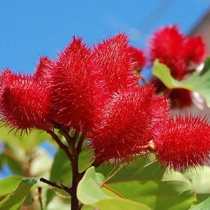 Evergreeness India OUTDOOR GARDEN (ORGANIC)