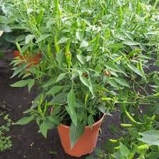Evergreeness India organic Stand Green Chilli with nursery pot