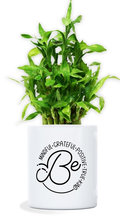 Evergreeness India 2 Layer Lucky Bamboo plant with printed ceramic pot for home and office decoration. (D-019)