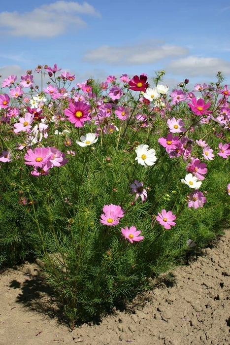 Evergreeness India Seeds |Cosmos Mixed Color Flower Seeds For Home Garden (30 Seeds Pack)