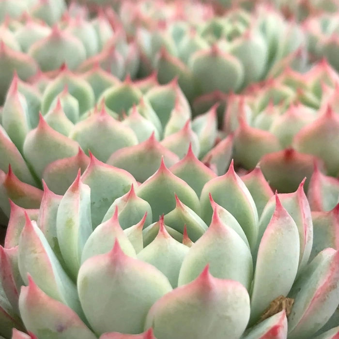Evergreeness India Vishnu Kamal/Lakshmi Kamal (Echeveria Prince) Live Succulent Plant