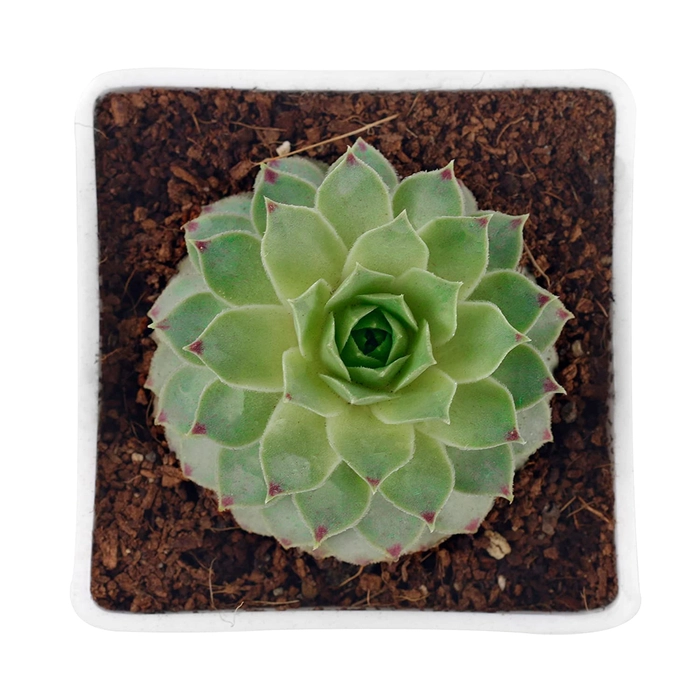 Evergreeness India Succulent Plant Laxmi Kamal, Lakshmi Kamal(Sempervivum Green Wheel, Houseleek) Tender Live - Computer Table|House|Office Desk|Garden (Healthy Plant), Live Plant