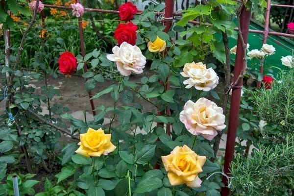 Evergreeness India 2 Live 2 colors Hybrid Big Size Rose Plant With flower Pack Of 2 Live Grafted Rose Plant