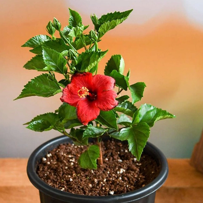 Evergreeness India Hibiscus Gudhal Flower Plant Garden Live Plant Nursery Outdoor Living Plant (Red)