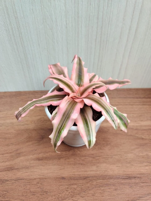 Evergreeness India Earth Star Plant with Pot (Pack of 3) | Free 5 Gram Fertilizer