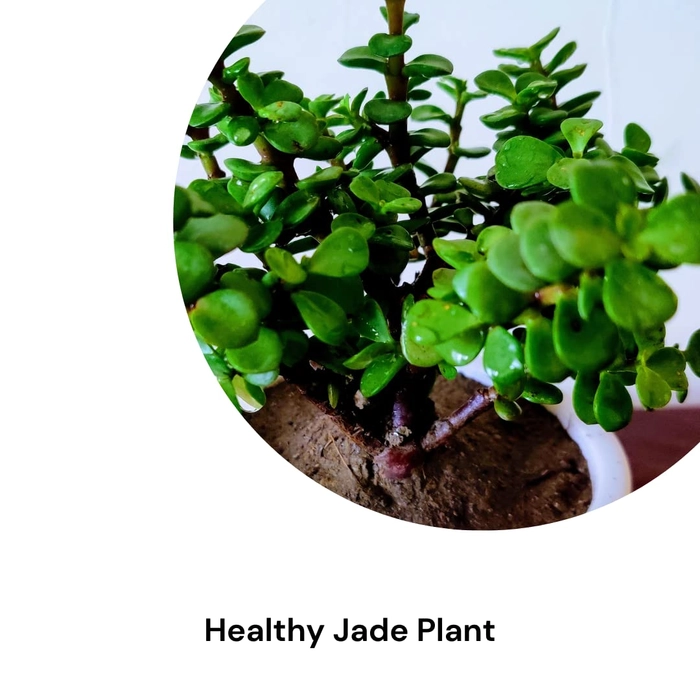 Buy Evergreeness India Jade Plant Good Luck Indoor Plants for Home ...