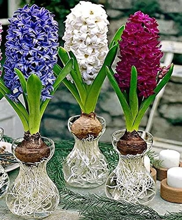 Evergreeness India Agriculture Imported Variety Hyacinth, Dutch hyacinth Flower bulbs mix color For Home Gardening (PACK OF 5, Mix color)