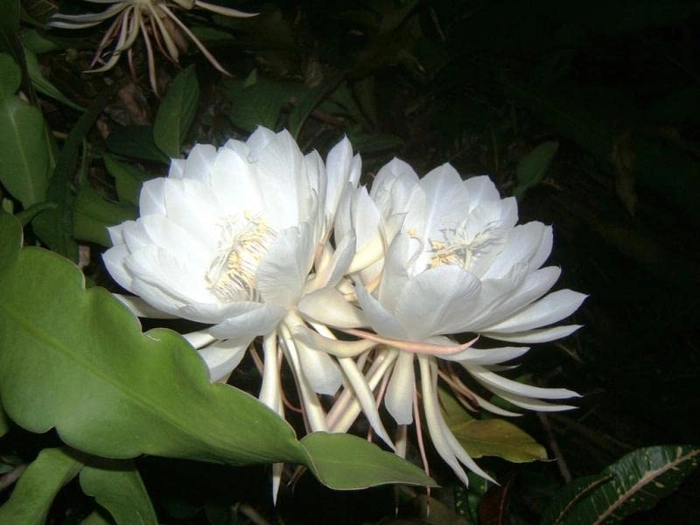 Evergreeness India Brahma Kamal/Night Queen Healthy plant with Pot Pack of 1