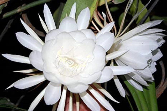 Evergreeness India Brahma Kamal/Night Queen Healthy plant with Pot Pack of 1