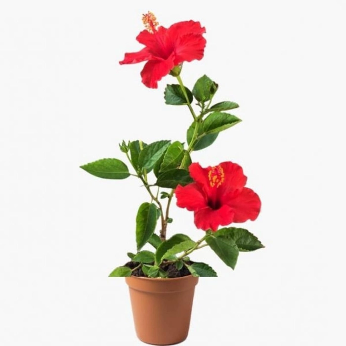 Evergreeness India Hibiscus Gudhal Flower Plant Garden Live Plant Nursery Outdoor Living Plant (Red)