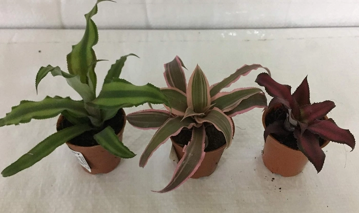 Evergreeness India Earth Star Plant with Pot (Pack of 3) | Free 5 Gram Fertilizer
