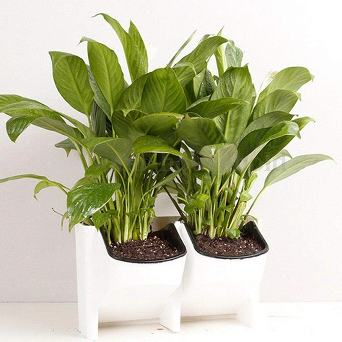Evergreeness India 2-Pocket Vertical Wall Planter Self Watering Hanging Flower Pot Box White