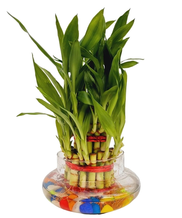 Evergreeness India 3 Layer Lucky Bamboo Plant in Big Round Glass Pot with Free Multi Color Pebble Approx 190 Grams Vastu and Feng Shui