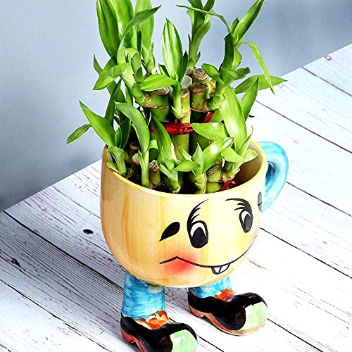 Evergreeness India 2 Layer Lucky Bamboo Air Purification Live Indoor Plant In Smiley Ceramic Vase Pot For Table Corner, Balcony, Living Room, Office/Home Decoration And Gifts For Friends & Relatives