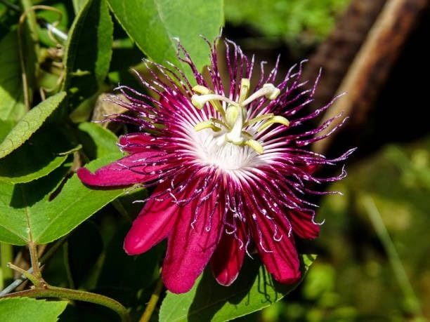 Evergreeness India Flower Plant (red+blue combo pack of 2)
