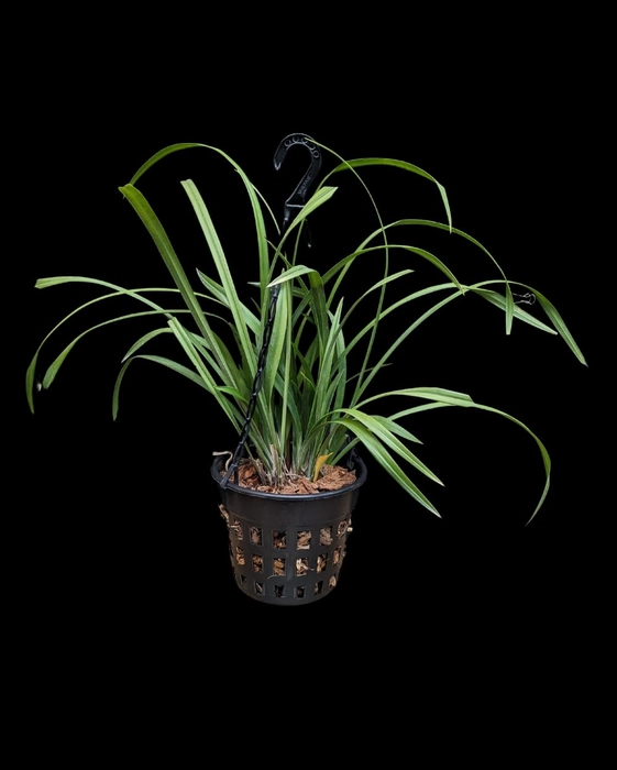 Evergreeness India Cymbidium Orchid Hybrid Miss Taipei Unveiled Live Flower Plant Without Flowers for Home, Balcony & Outdoor Gardening