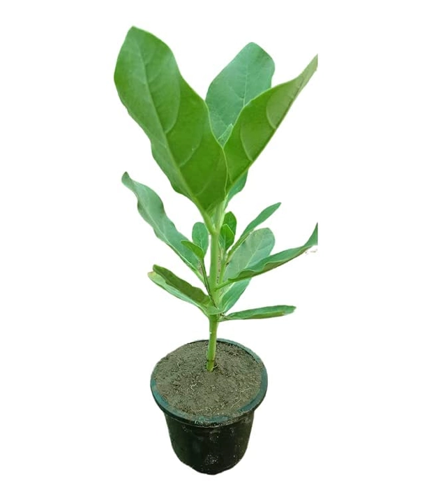 Evergreeness India Mandar Rui Aak Arka Toolaphala Purple White Flower Colour Medicinal Plant Outdoor Plant For Home Garden Pack With Plastic Pot