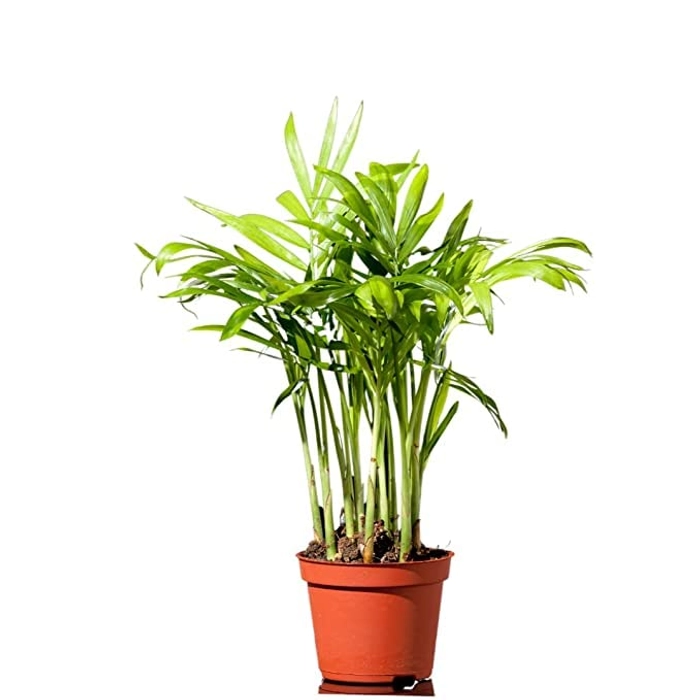 Evergreeness India GROW Air Purifier Bamboo Palm Live Indoor Plant with Plastic Pot | Free 5 Gram Fertilizer