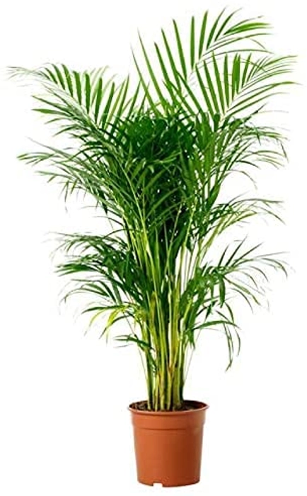 Evergreeness India Tree Live Plant Best Indoor air Purifying Plant Include Pot