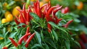 Evergreeness India organic Stand Green Chilli with nursery pot