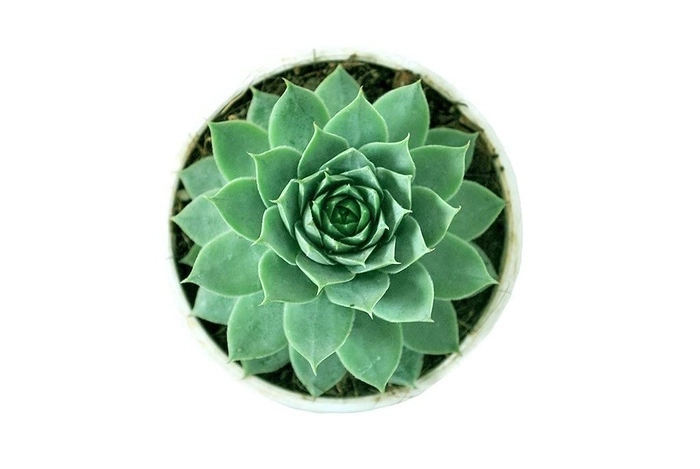 Evergreeness India Succulent Plant Laxmi Kamal, Lakshmi Kamal(Sempervivum Green Wheel, Houseleek) Tender Live - Computer Table|House|Office Desk|Garden (Healthy Plant), Live Plant