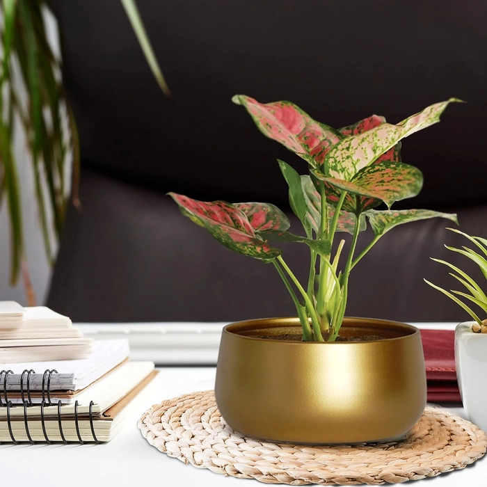Evergreeness India Inch Zoe Metal Plant Pots, Indoor Small Planter Flower Pots with Drainage Hole, Home Garden Decor Planter for Living Room Bedroom Interior (Gold Finish, POT016)