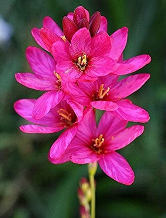 Evergreeness India Agriculture Imported Variety Ixia Flower Bulbs, African Corn Lily Flower Bulbs for Pot & Home Gardening Pack of 2 Flower Bulbs