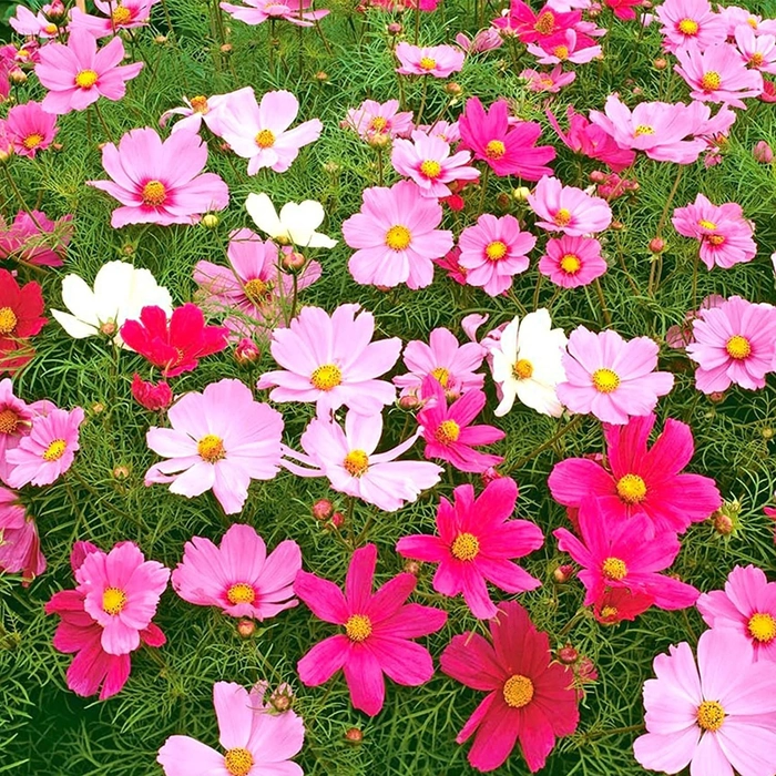Evergreeness India FORESTRY Cosmos Seeds Cosmos Flower Seed Mixed Color Ornamental Plant Flower Seed for Home Garden Terrace Apartments Balcony Pack of 100